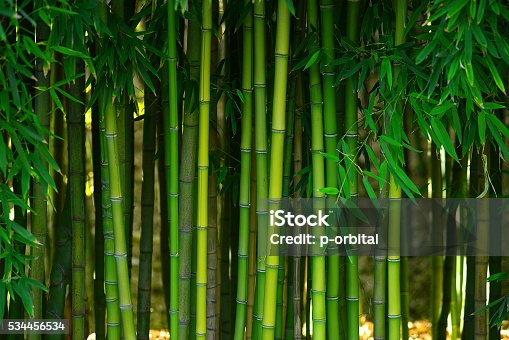istock bamboo forest 534456534