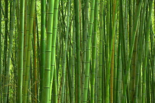 Bamboo green background stock photo