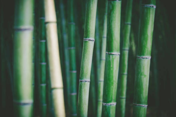 bamboo grove background bamboo stems background. bamboo plant stock pictures, royalty-free photos & images
