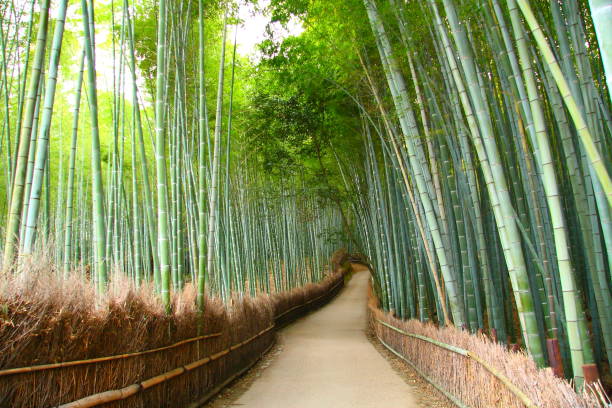 Bamboo grove in Kyoto stock photo