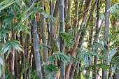 istock Bamboo in forest 1359285555