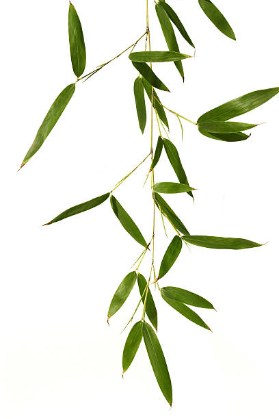 Bamboo leaves isolated in white stock photo