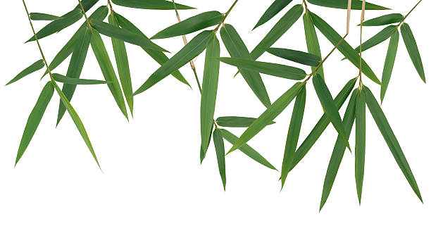 Bamboo Leaves Green Bamboo Leaves against a White Background. bamboo plant stock pictures, royalty-free photos & images