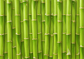 istock bamboo 491521421