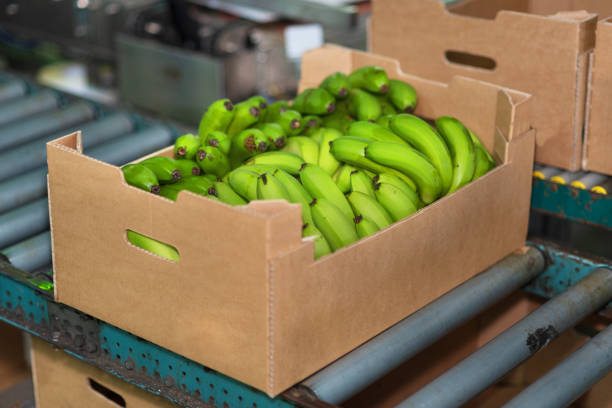 banana box in packaging chain - cargo canarias imagens e fotografias de stock