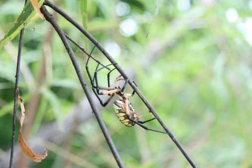 Bananenbrazilian Wandering Spider Venom Blattctenidae Phoneutria