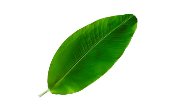 banana green leaf isolated on white background stock photo