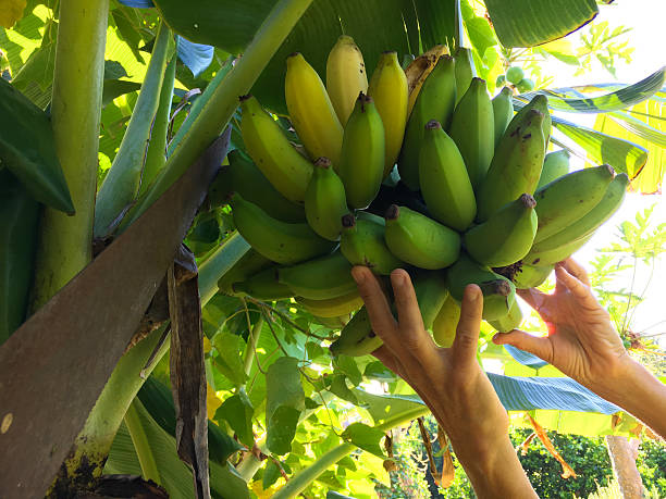 Banana harvest stock photo