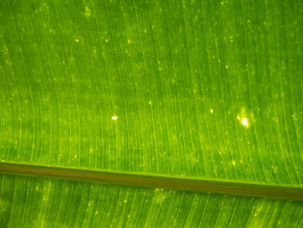 Banana leaf closeup stock photo