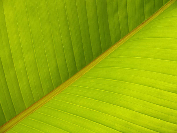 Banana Leaf Diagonal Pattern Close-up stock photo