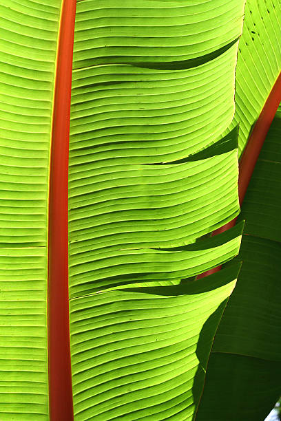Banana leaf stock photo