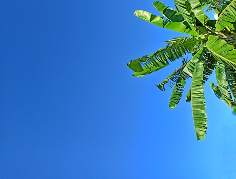 Banana leaves with blue sky. ideal for adding text