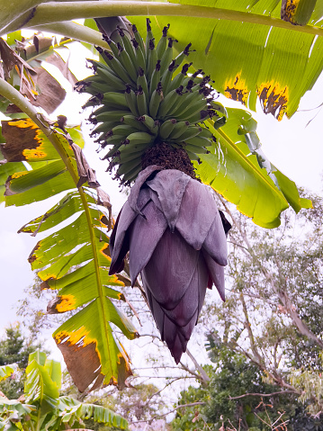 Vertical closeup photo of leaves, unripe green bananas and a purple flower bud growing on an organic Banana plant in a Community Garden in Spring. Byron Bay, subtropical north coast of NSW.