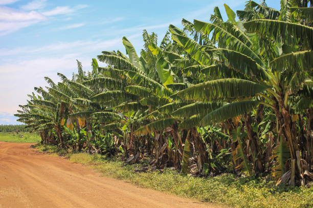 Banana plantation, fruit orchard. Banana plantation, fruit orchard. Sandy road plantain farming stock pictures, royalty-free photos & images