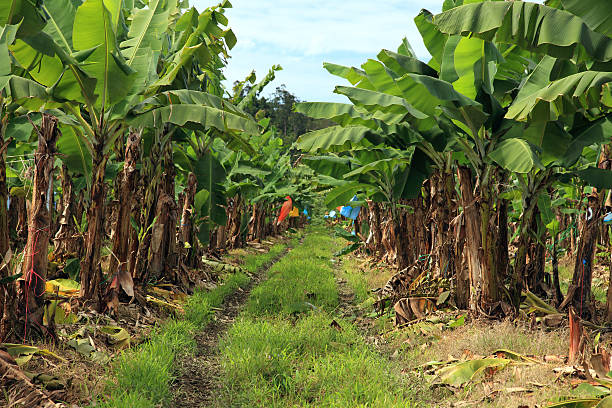 Banana plantation stock photo