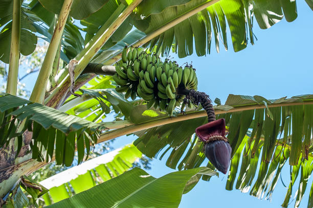 Banana tree. stock photo