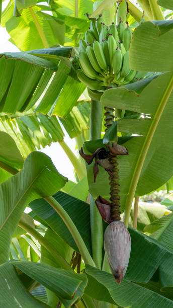 Banana Tree stock photo