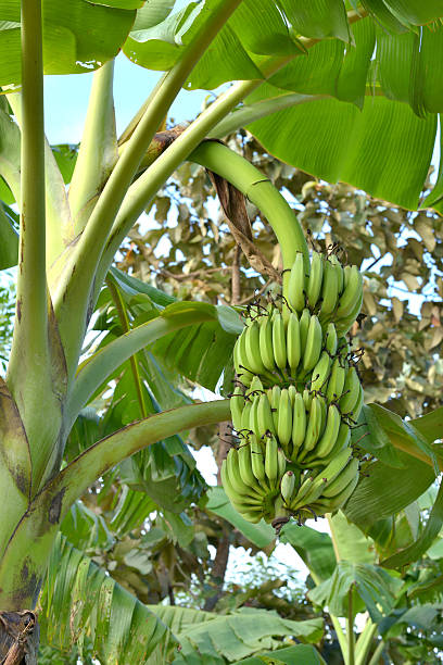 Royalty Free Banana Tree Pictures, Images and Stock Photos - iStock