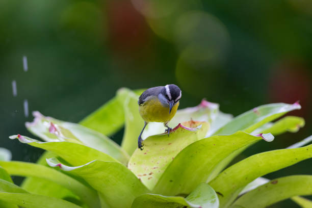 Bananaquit (Coereba flaveola) cooling off in a bath of clear water in the bromeliads of the rainforest. stock photo