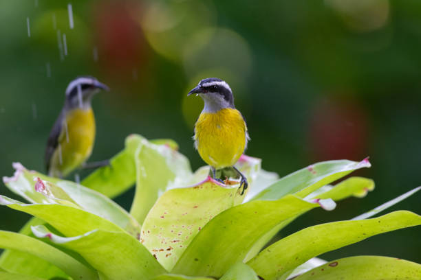 Bananaquit (Coereba flaveola) cooling off in a bath of clear water in the bromeliads of the rainforest. stock photo