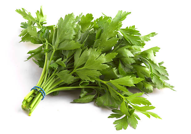 Banded bunch of flat leaf parsley on white background stock photo