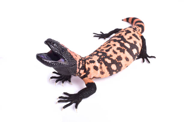 Banded gila monster, Heloderma suspectum cinctum Banded gila monster, Heloderma suspectum cinctum gila monster stock pictures, royalty-free photos & images