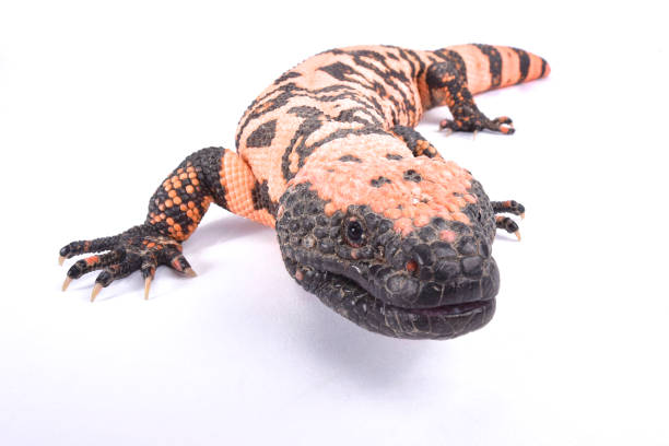 Banded gila monster, Heloderma suspectum cinctum Banded gila monster, Heloderma suspectum cinctum gila monster photos stock pictures, royalty-free photos & images