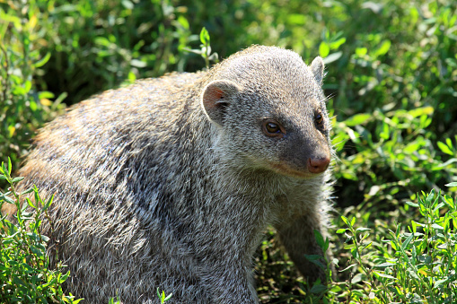 The banded mongoose (Mungos mungo) are small carnivores