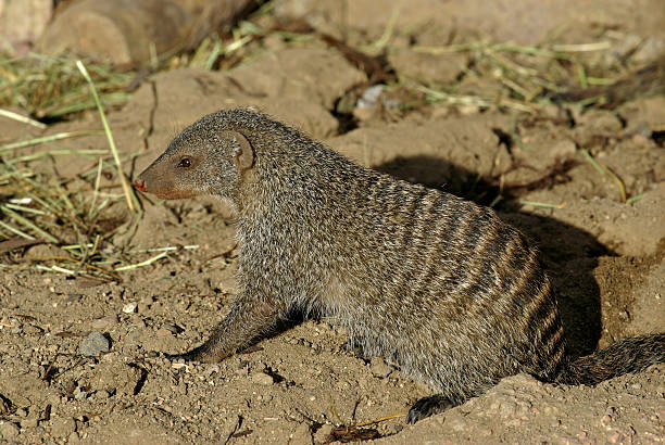 Banded Mongoose (Mungos mungo) stock photo