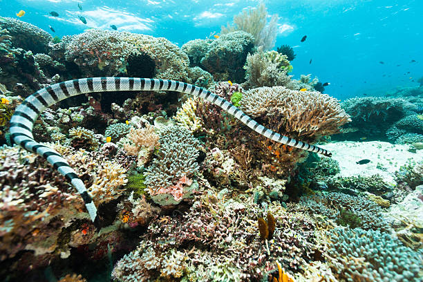 Banded Sea Snake Hunting on Outer Reef, Raja Ampat, Indonesia stock photo
