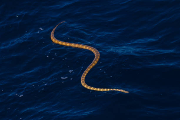 Banded Sea Snake on blue ocean sea surface stock photo