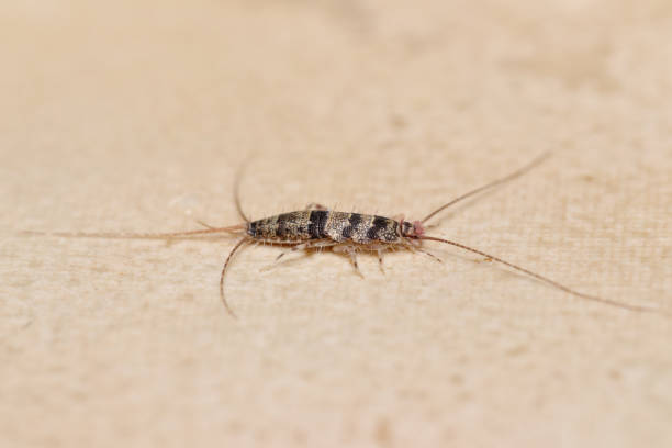 Banded silverfish lateral view stock photo