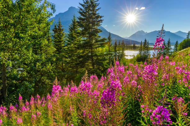 Banff National Park in Alberta Canada Wildflowers along the Icefields Parkway in Banff National Park in the Canadian Rockies biodiversity photos stock pictures, royalty-free photos & images
