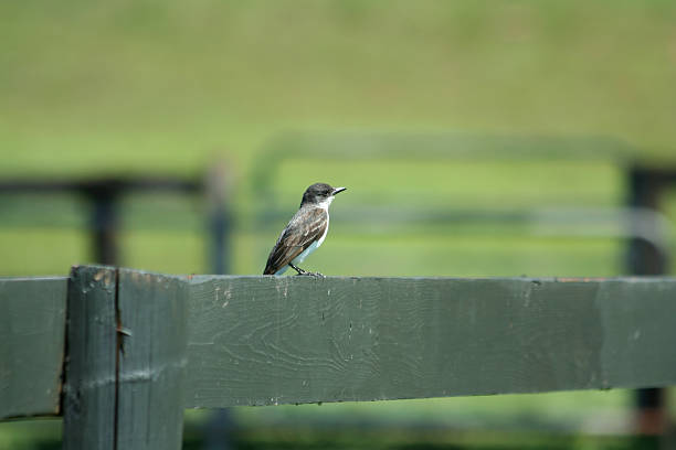 Bank Swallow on a fence stock photo