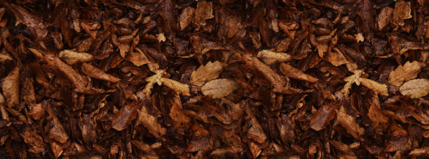 Banner autumn background, old leaves, selective blurred background stock photo