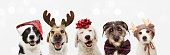 istock Banner five dogs celebrating christmas holidays wearing a red santa claus hat, reindeer antlers and red present ribbon. Isolated on gray background 1266129925
