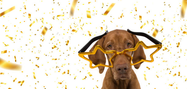 banner funny dog new year, carnival party wearing huge glasses. Isolated on white background with confetti falling banner funny dog new year, carnival party wearing huge glasses. Isolated on white background with confetti falling happy new year dog stock pictures, royalty-free photos & images