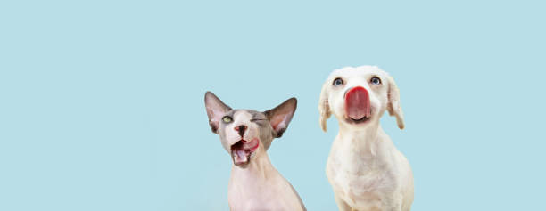 Banner two hingry hungry pets, sphynx cat and dog licking its lips. Isolated on blue pastel backgorund. Banner two hingry hungry pets, sphynx cat and dog licking its lips. Isolated on blue pastel backgorund. healthy tongue stock pictures, royalty-free photos & images