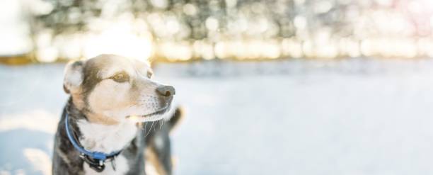 banner website for a beautiful dog on a winter background on a sunny day banner website for a beautiful dog on a winter background on a sunny day irish red and white setter puppies stock pictures, royalty-free photos & images