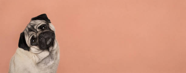 banner with cute pug puppy dog, sitting down, listening while tilting head, in front of lush lava orange wall background stock photo