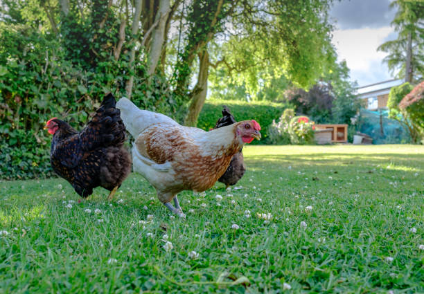 Bantam hens seen looking for food in a large, private garden. Bantam hens seen looking for food in a large, private garden. The hens are part of a small flock, used for there egg laying abilities. rabbit hutch stock pictures, royalty-free photos & images