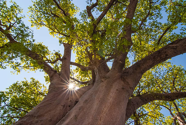 Baobab in sunlight stock photo