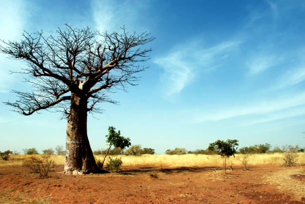 A baobab tree in Mali, Burkina Faso stock photo