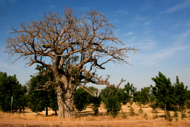 A baobab tree in Mali, Burkina Faso stock photo