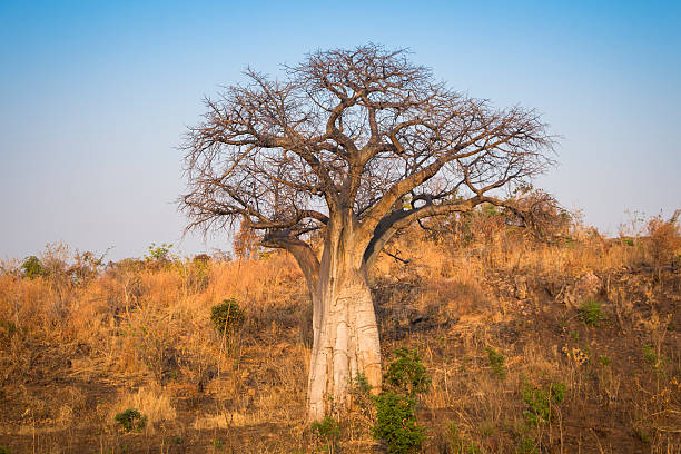 Baobab Tree stock photo
