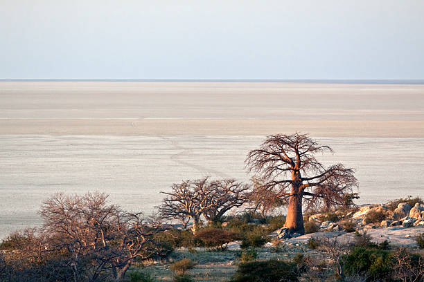 Baobab trees next to large salt pan stock photo