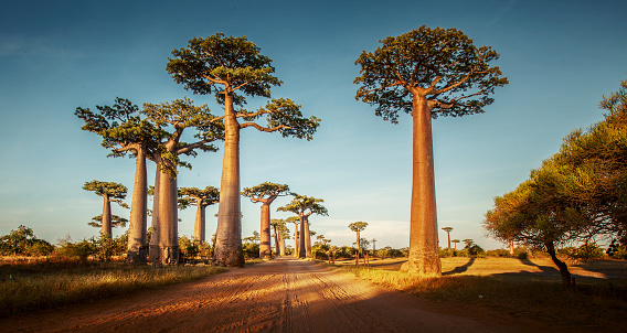 Baobab trees along the rural road at sunny day