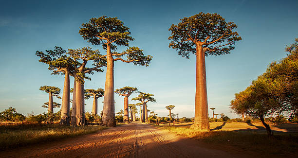 Baobabs stock photo