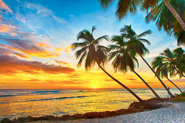 7,454 Barbados Beach Stock Photos, Pictures & Royalty-Free Images - iStock