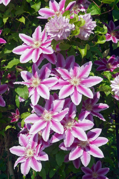 Barbara Jackman Clematis flowers stock photo